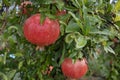 Pomegranates after a rain shower Royalty Free Stock Photo