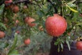 Pomegranates after a rain shower Royalty Free Stock Photo