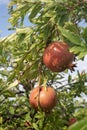 Pomegranates after a rain shower Royalty Free Stock Photo