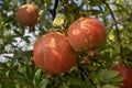 Pomegranates after a rain shower Royalty Free Stock Photo