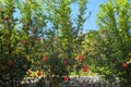 Pomegranates ripen on a tree