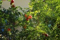 Pomegranates ripen on a tree