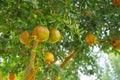 Pomegranates ripen on a tree in a farm garden Royalty Free Stock Photo