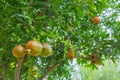 Pomegranates ripen on a tree in a farm garden Royalty Free Stock Photo