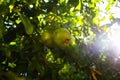 The pomegranates ripen on the tree