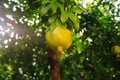 The pomegranates ripen on the tree Royalty Free Stock Photo
