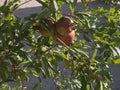 Pomegranates ripen on the tree