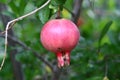 Pomegranates ripen on trees in a city park