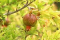 Pomegranates ripen on trees in a city park