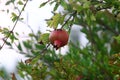 Pomegranates ripen on trees in a city park