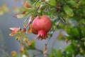 Pomegranates ripen on trees in a city park