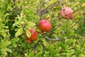 Pomegranates ripen on trees in a city park