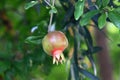 Pomegranates ripen on trees in a city park