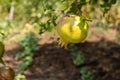 Pomegranates still green on the tree in an organic and sustainable crop plantation Royalty Free Stock Photo