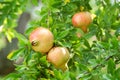 Pomegranates on the Tree Royalty Free Stock Photo