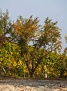 Pomegranates on tree