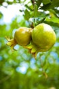 Pomegranates tree