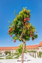 Pomegranates tree against blue sky