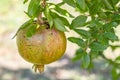 Pomegranates on tree banches in green nature.