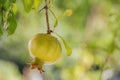 Pomegranates on tree banches in green nature. Royalty Free Stock Photo