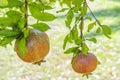 Pomegranates on tree banches in green nature.