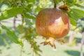 Pomegranates on tree banches in green nature. Royalty Free Stock Photo