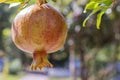 Pomegranates on tree banches in green nature.