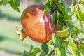 Pomegranates on tree banches in green nature. Royalty Free Stock Photo