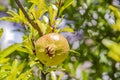 Pomegranates on tree banches in green nature.