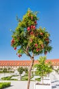 Pomegranates tree against blue sky