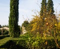 Pomegranates tree in the garden