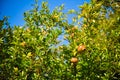 Pomegranates on the tree Royalty Free Stock Photo