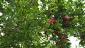 Pomegranates on a tree