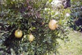 Pomegranate fruit Royalty Free Stock Photo