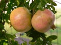 Nature. Plants. Punica granatum. Pomegranates tree