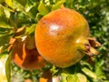 Pomegrante growing on a tree Royalty Free Stock Photo