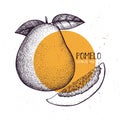 Pomelo vintage design template. Botanical illustration with engraved citrus fruit. Vector grapefruit drawing.
