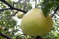 Pomelo Royalty Free Stock Photo