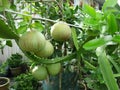 Big green pomelos hanging on branches Royalty Free Stock Photo