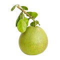 Pomelo or Chinese grapefruit Royalty Free Stock Photo