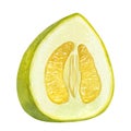 Pomelo citrus. Fresh yellow green juicy fruit in section. Thick peel and juicy pulp. Hand drawn watercolor illustration