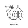 Pomelo citrus fruit, line icon in vector to indicate on food packaging about the presence of this allergen.