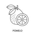 Pomelo citrus fruit, line icon in vector to indicate on food packaging about the presence of this allergen.