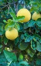 Pomelo citrus fruits hanging on a tree with leaves on background Royalty Free Stock Photo
