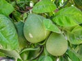 Pomelo, citrus fruits