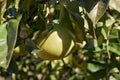 Pomelo Citrus maxima fruit hanging on branch of the citrus tree.. Japan Royalty Free Stock Photo