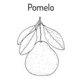 Pomelo Citrus maxima , or pamplemousse, jabong, shaddock - citrus fruit