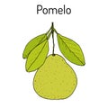 Pomelo Citrus maxima , or pamplemousse, jabong, shaddock - citrus fruit