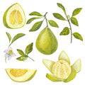 Pomelo citrus set. Fresh yellow green fruit. Thick peel and juicy pulp, branches with leaves and flower. Hand drawn