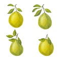 Pomelo citrus set. Fresh yellow green fruit. Thick peel and juicy pulp, branches with leaves. Hand drawn watercolor Royalty Free Stock Photo